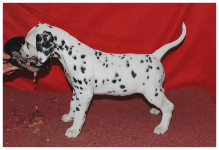 spotborne dalmatinervalpar